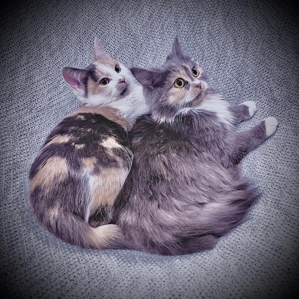 Петрушка и Лаврушка