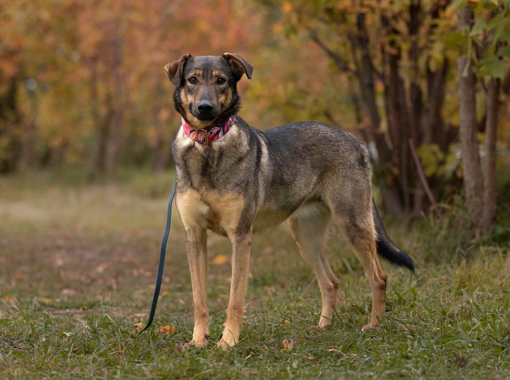 Марсельеза