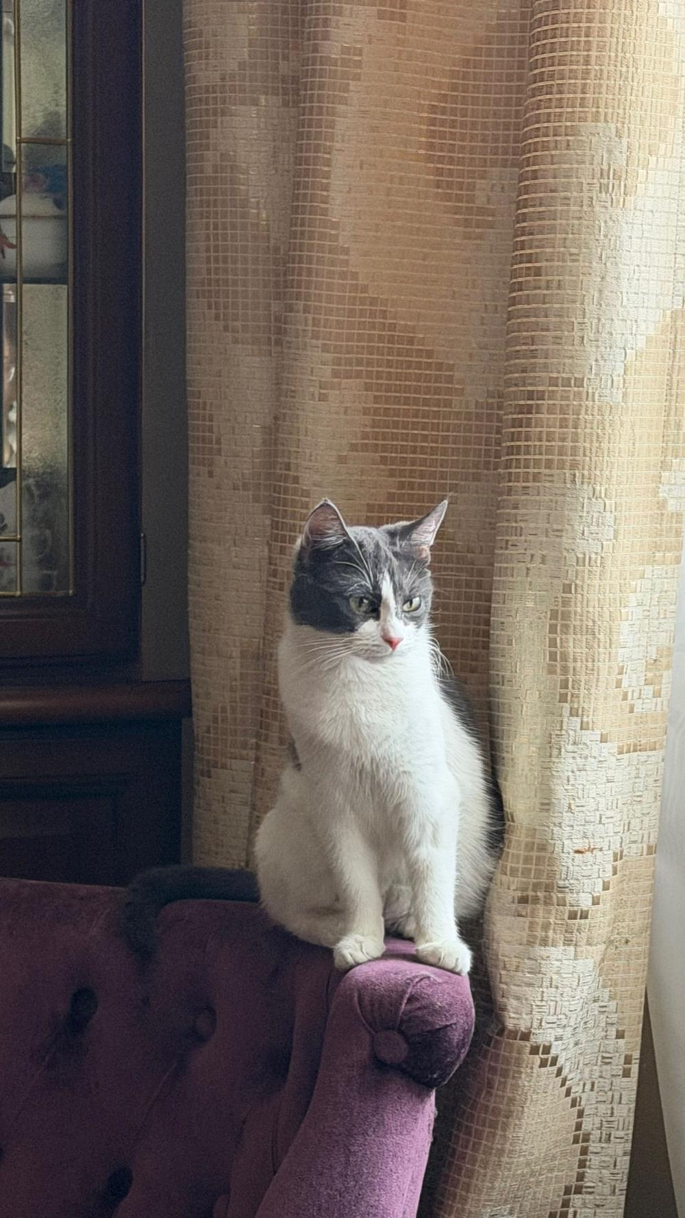 Лиза