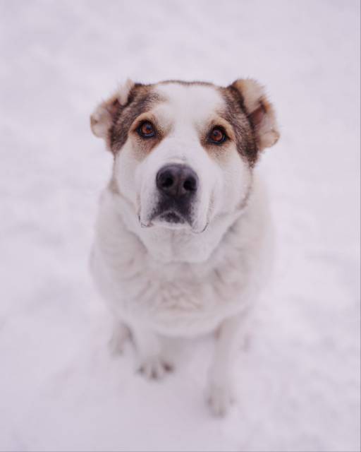 Закира