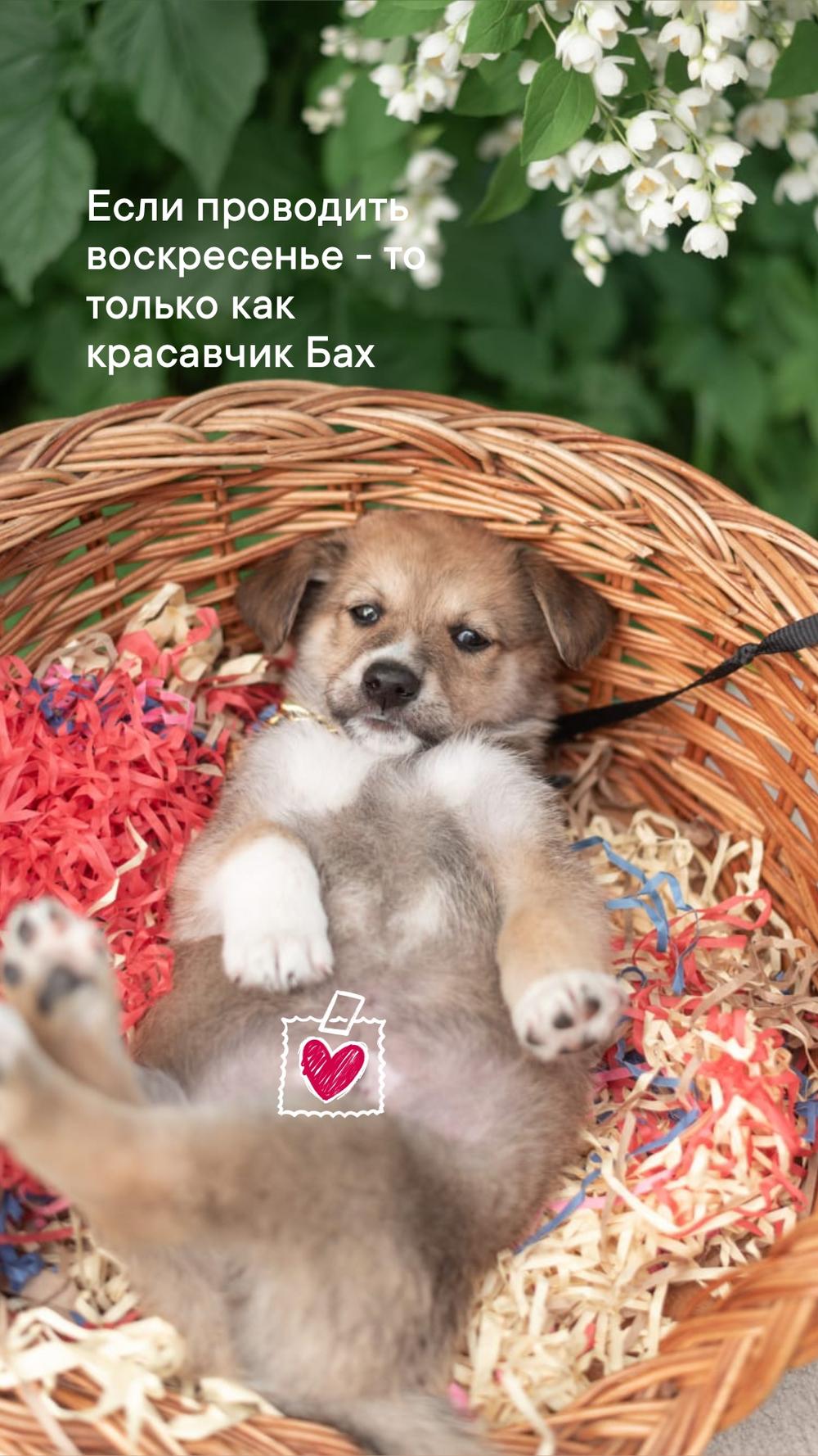 Бах