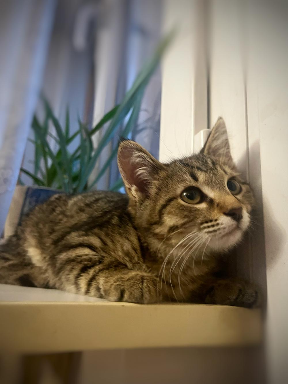 Кика