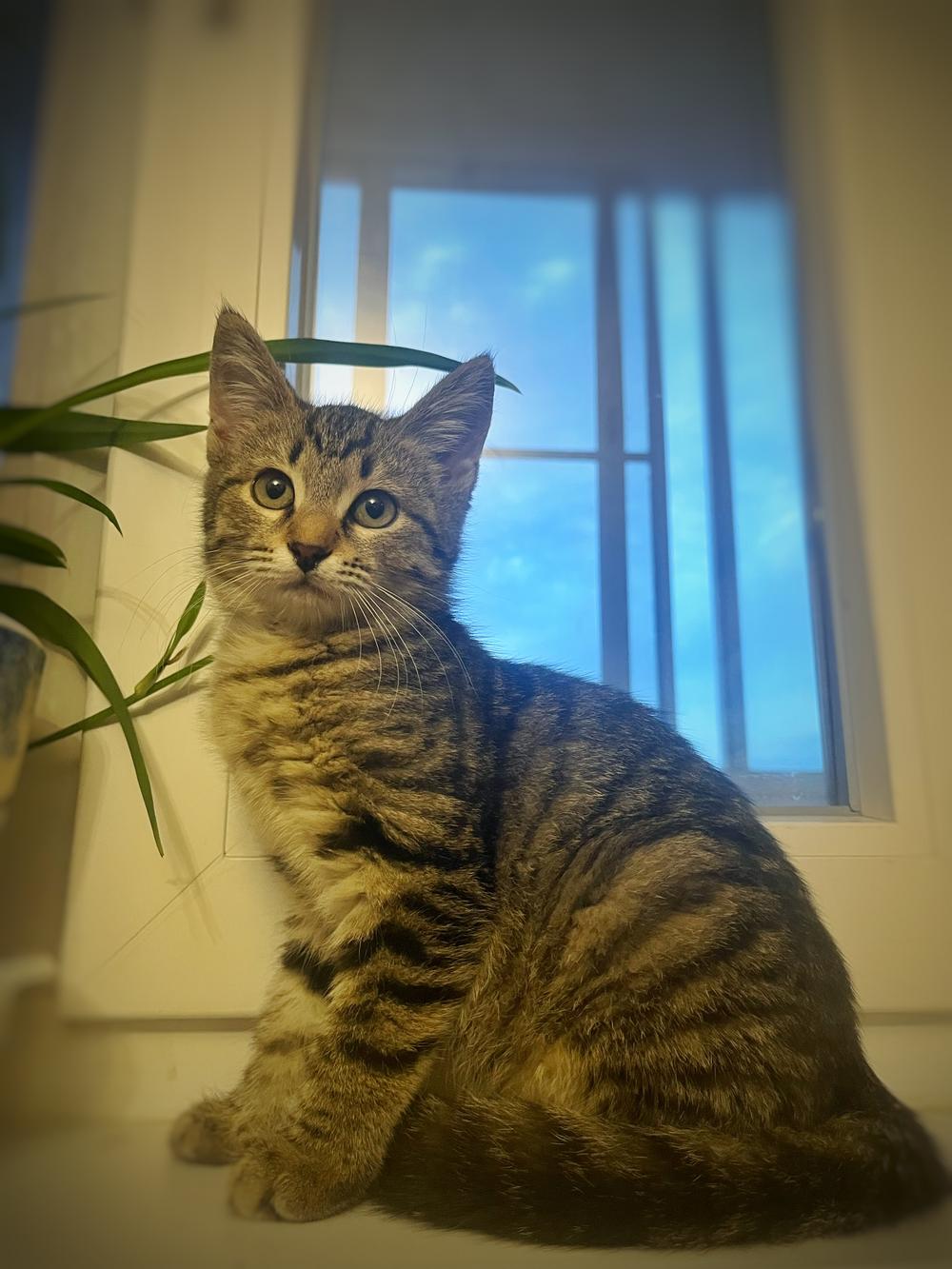 Кика