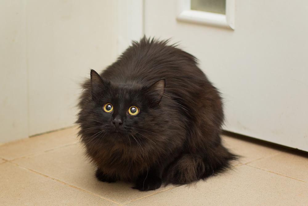 Клео