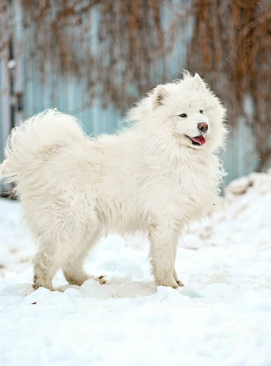 Мишель