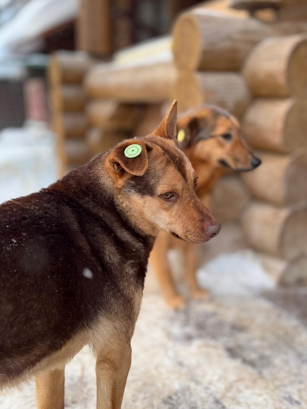 Линдт