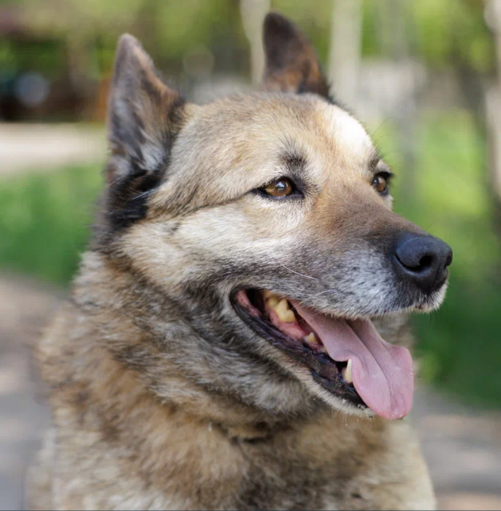 Нана