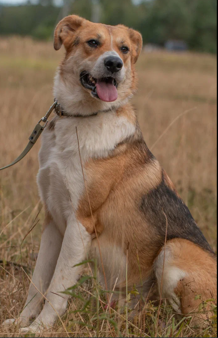 Лучик