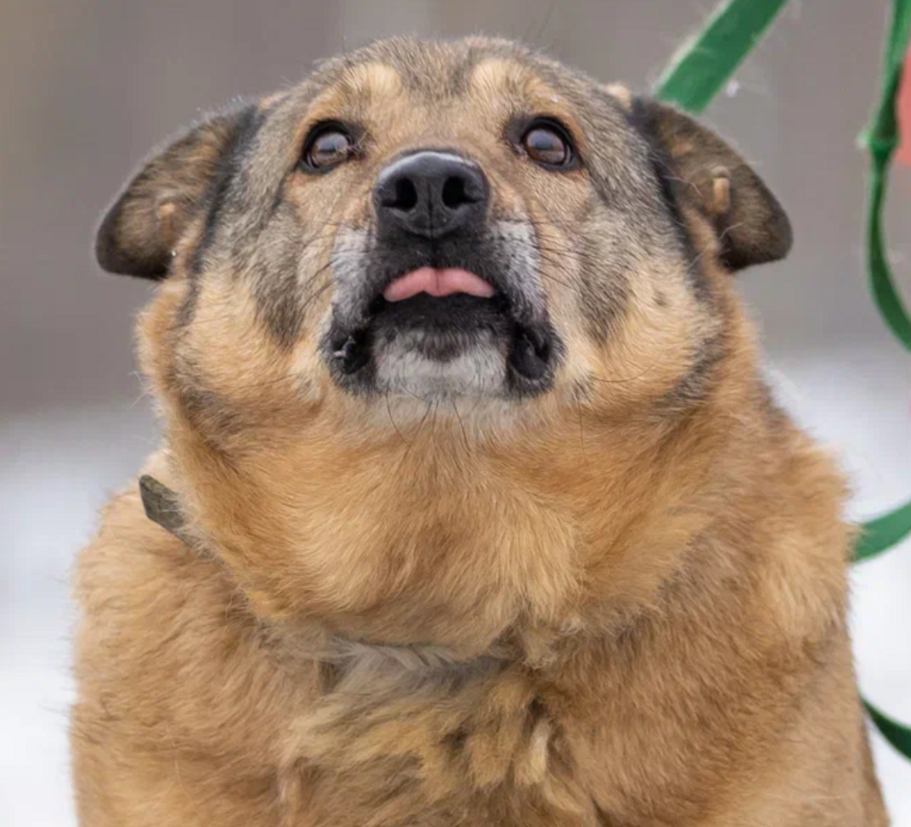 Луи