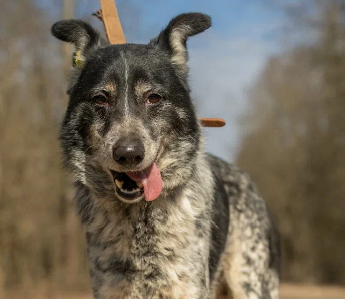 Рябчик