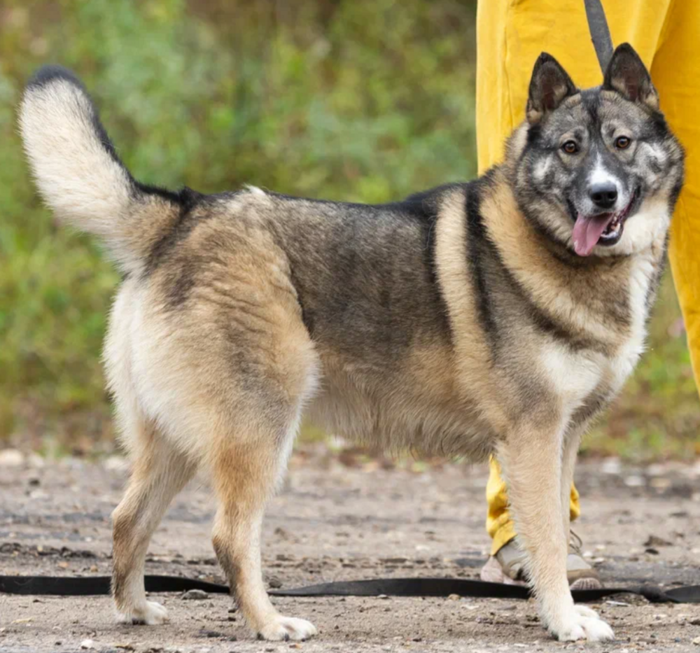 Оливка