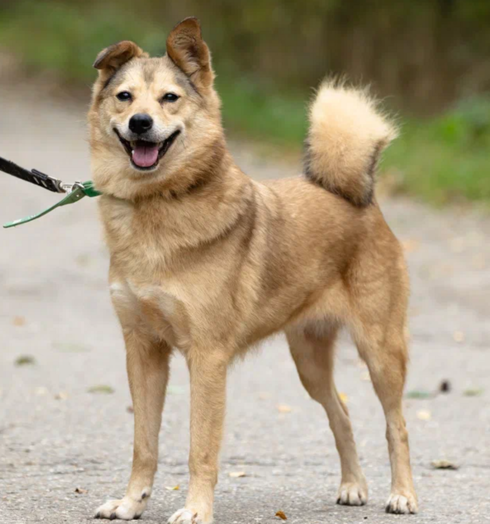 Клёцке