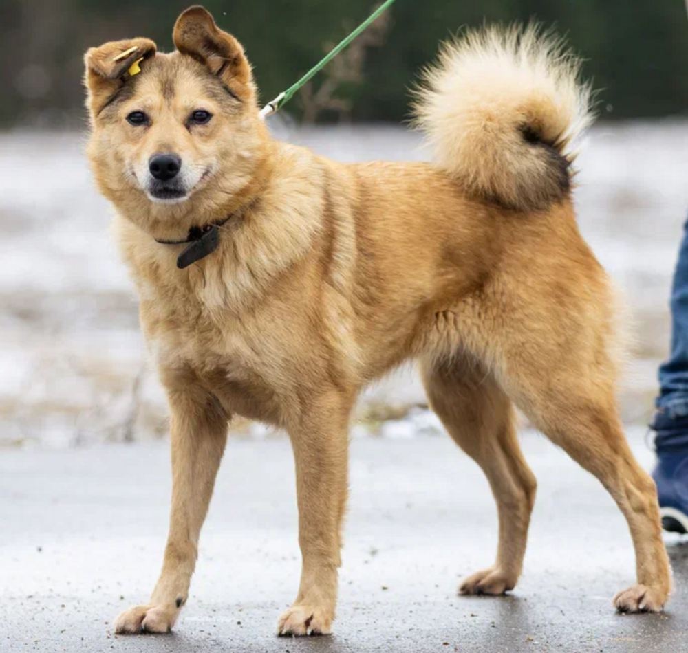 Клёцке