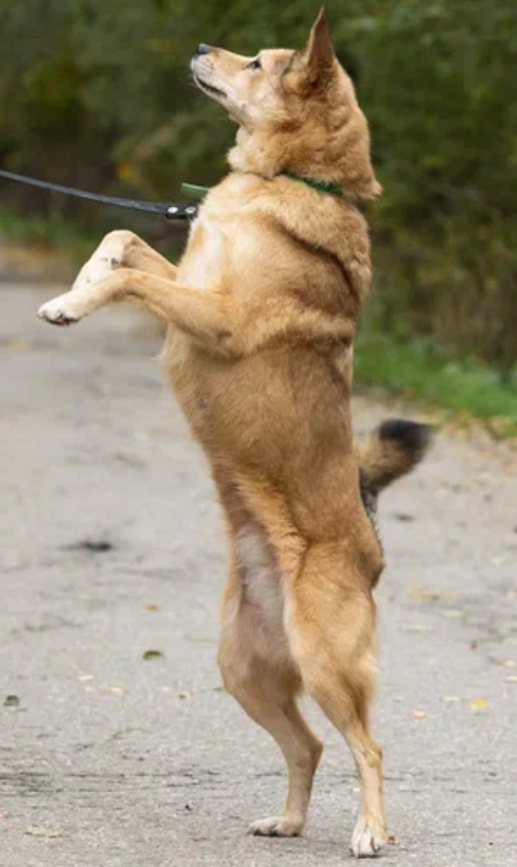 Клёцке