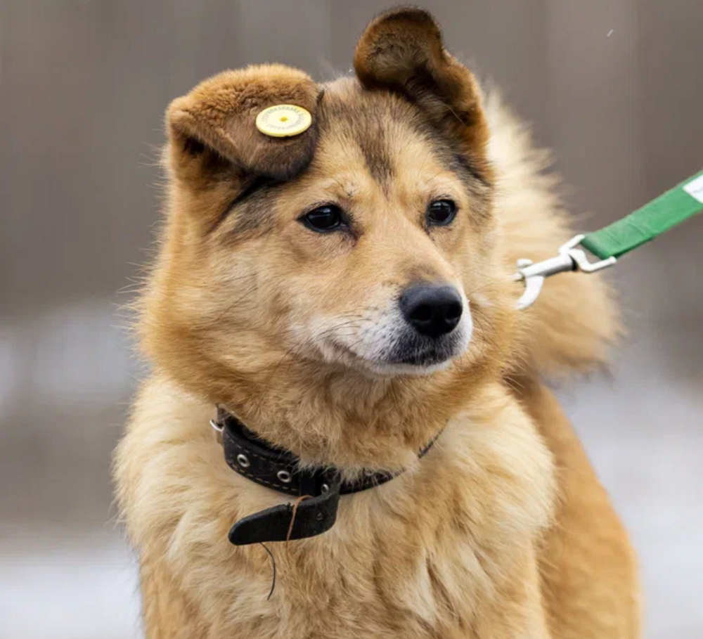Клёцке