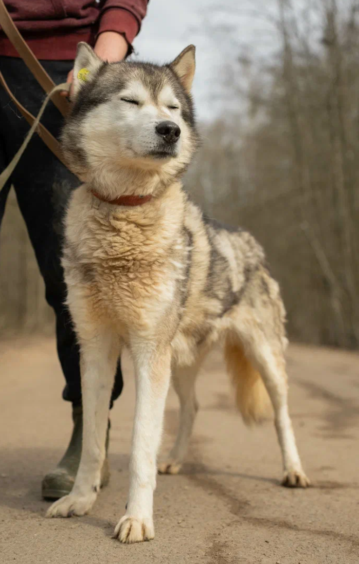 Лола