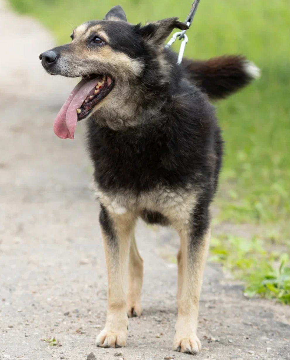 Дик