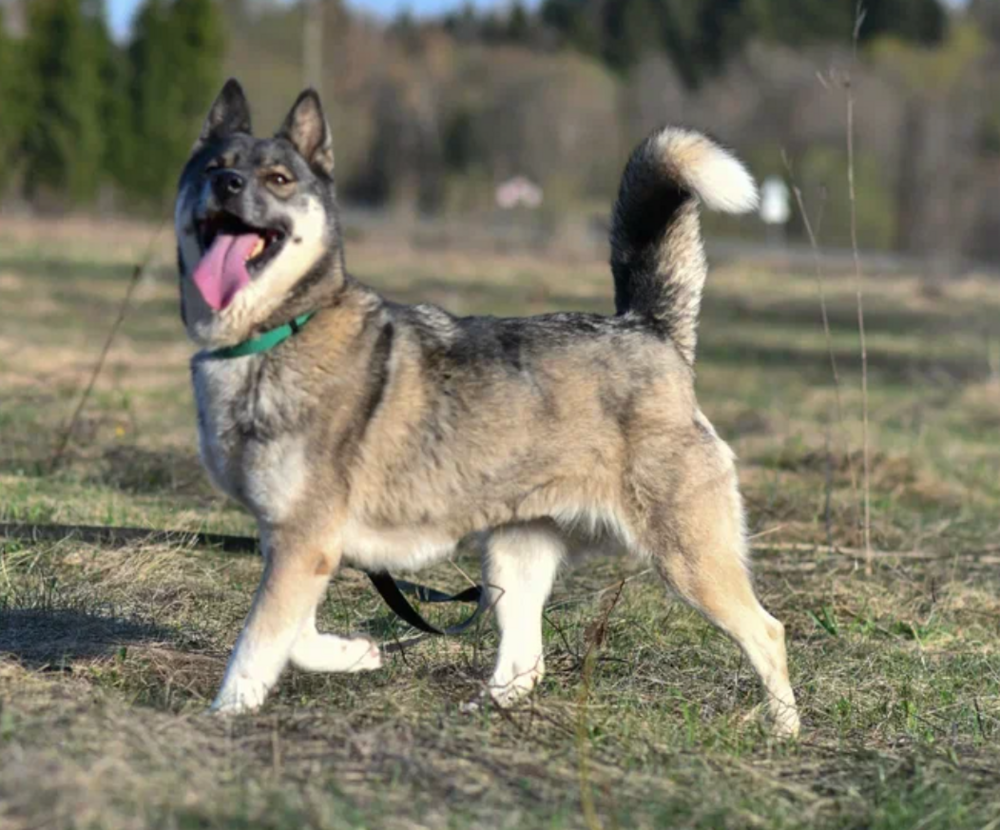 Звёздочка