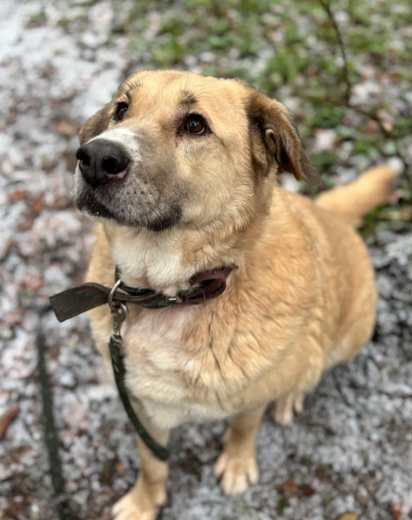Зоран