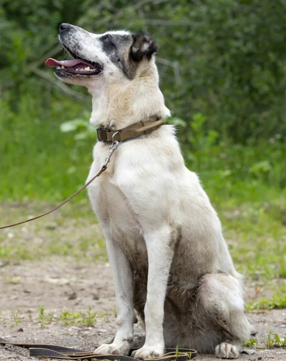 Кега