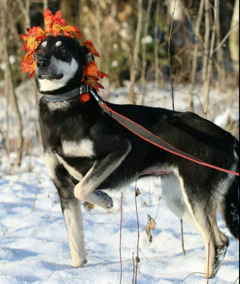 Фиби
