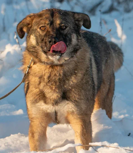 Мегги