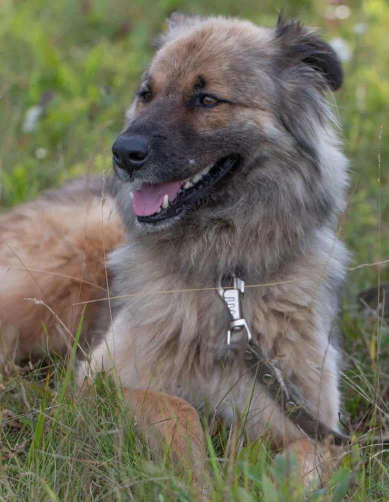 Гузик