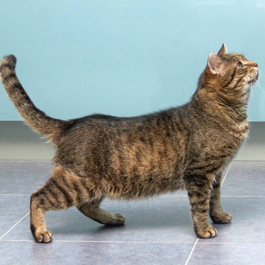 Мистер Кот