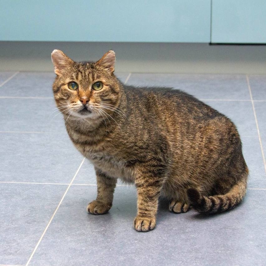 Мистер Кот