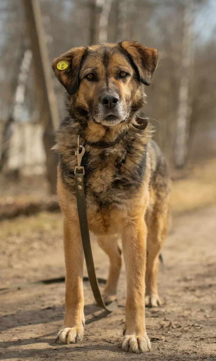 Шамиль