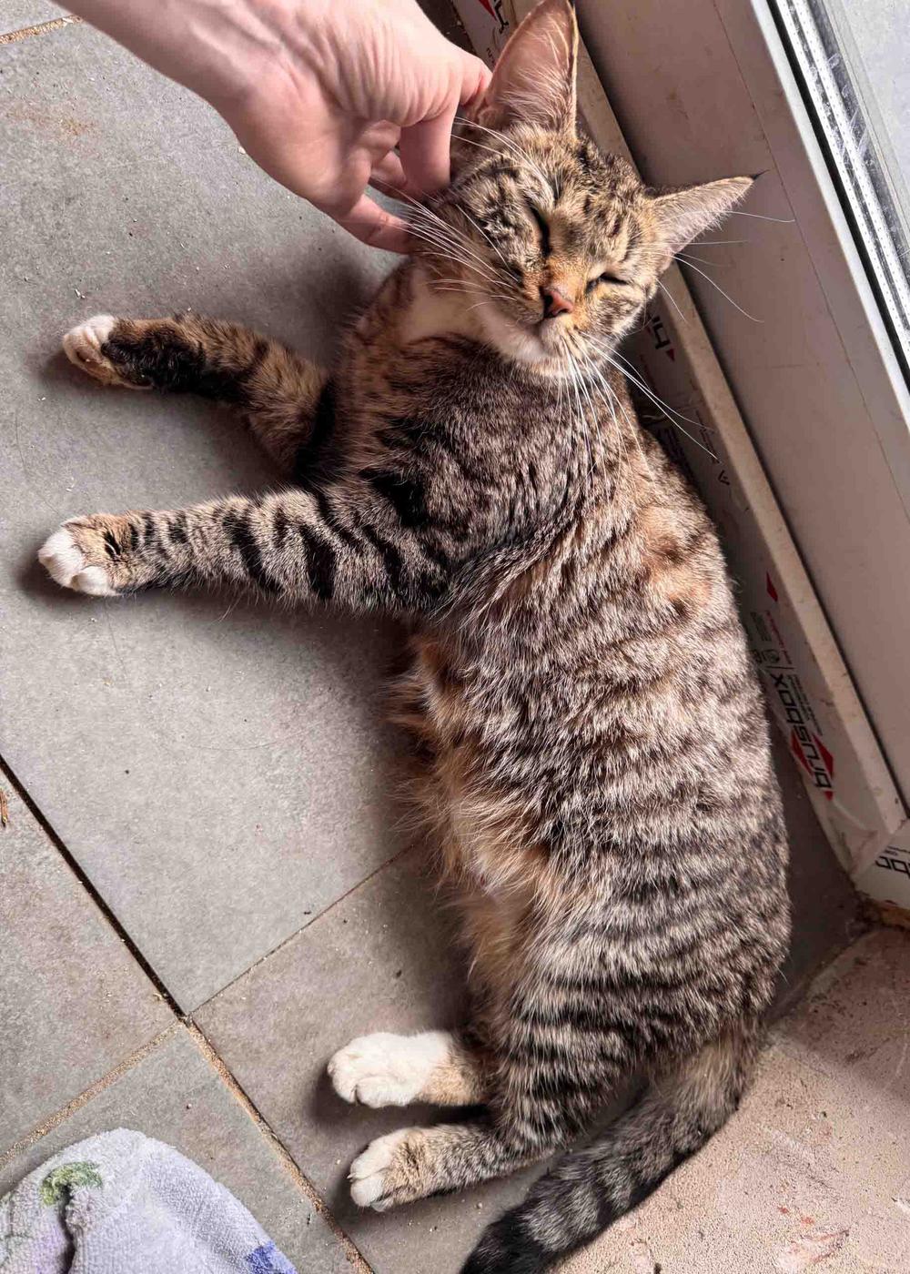 Кошка