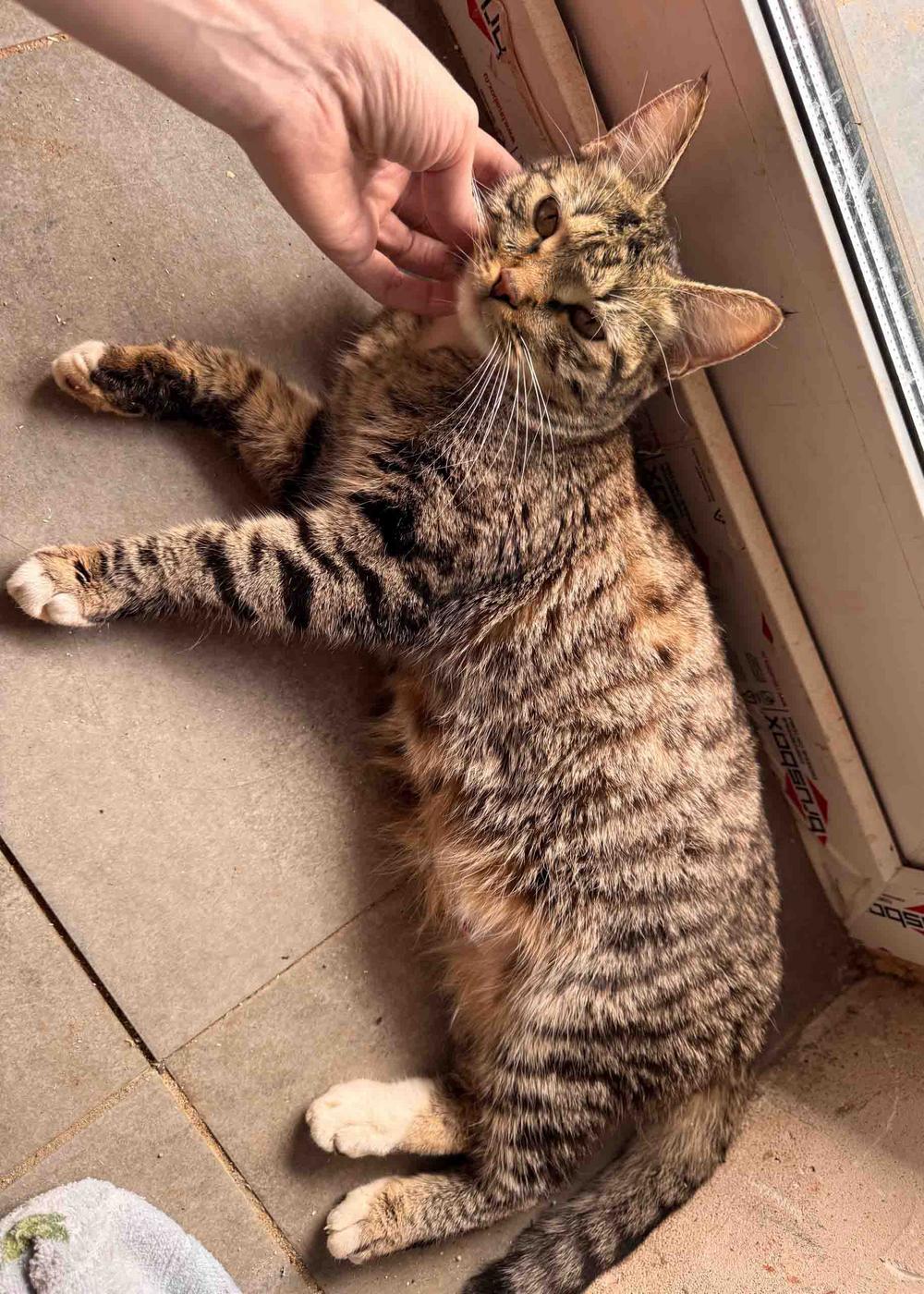 Кошка