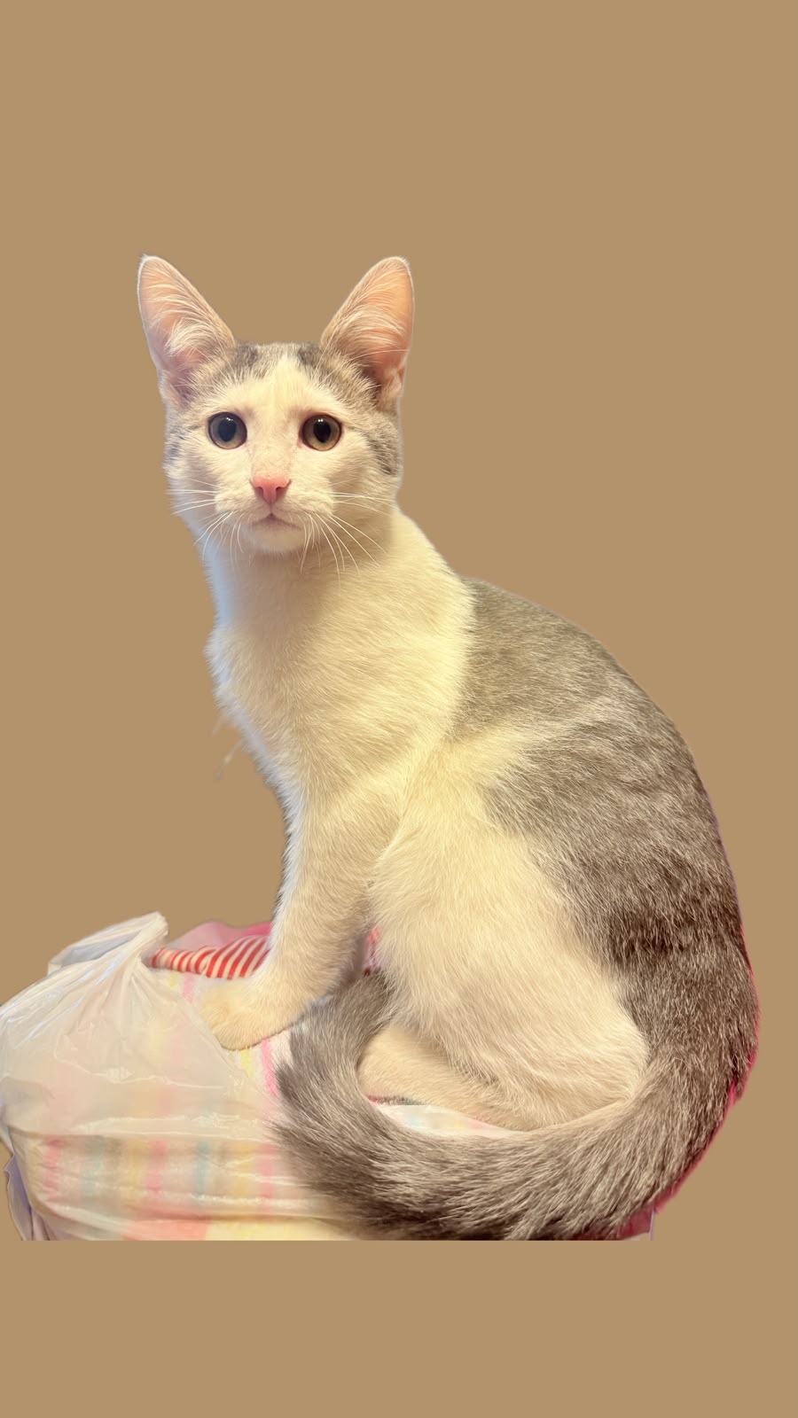 Лучик