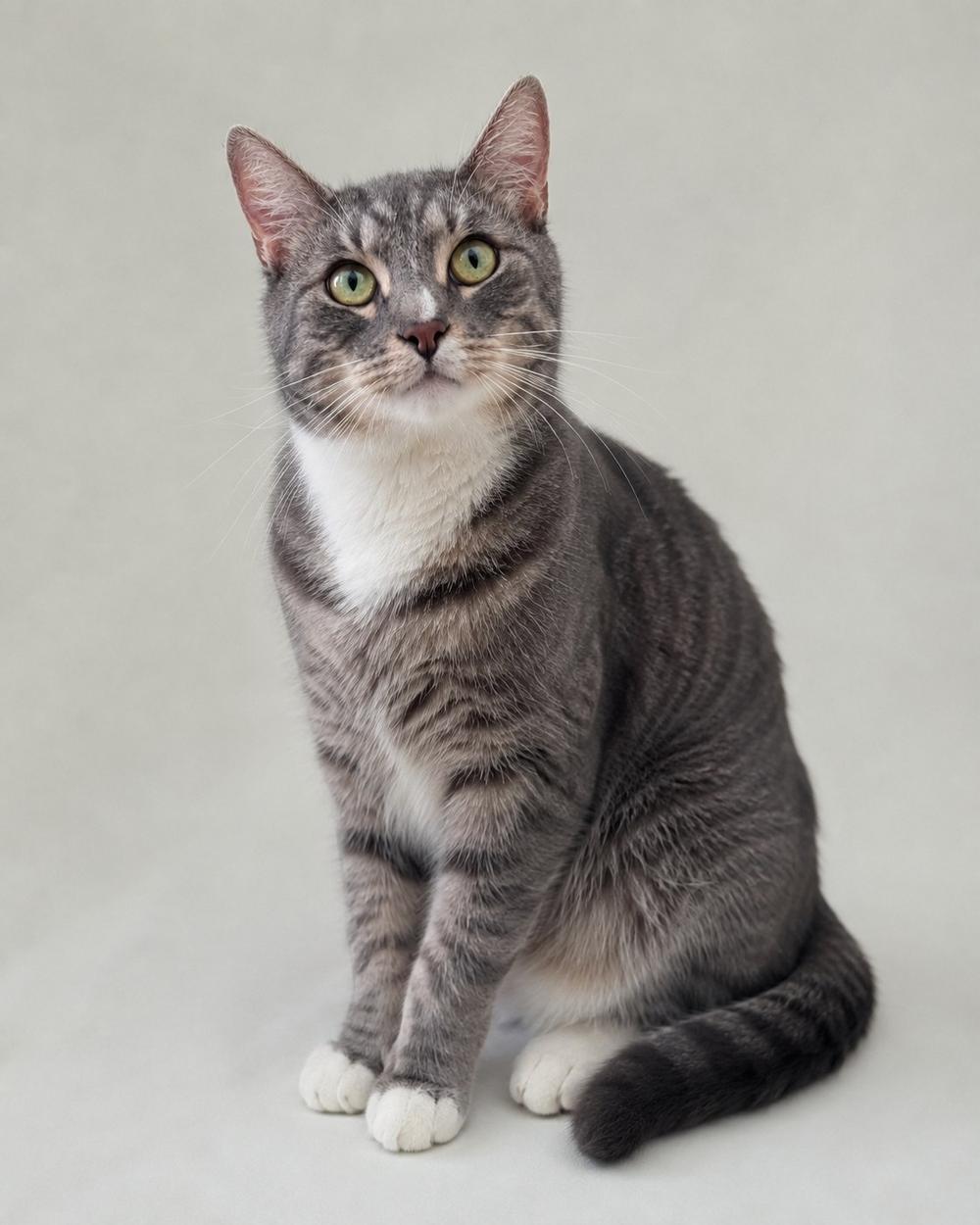 Коржик