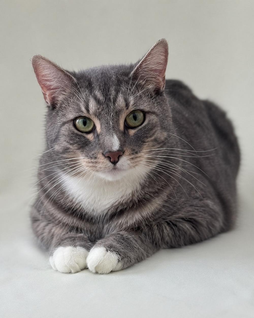 Коржик