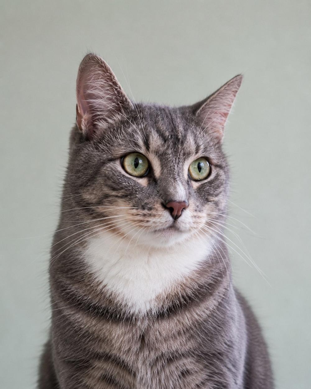 Коржик