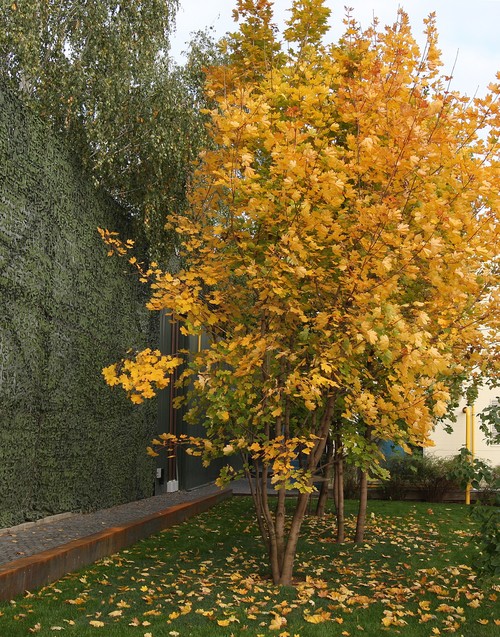 → Раздоры, 0,75 га, 2010-2011 г.г.