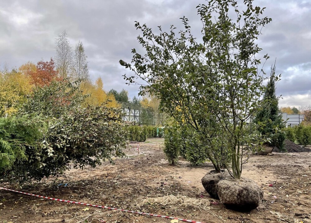 → Барвиха, 1,0 га, 2019-2022 г.г.
