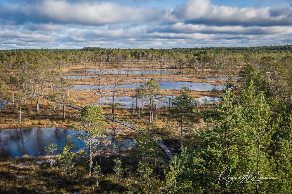 Учебная тропа Вируского болота (Viru raba õpperada / Viru bog study trail)