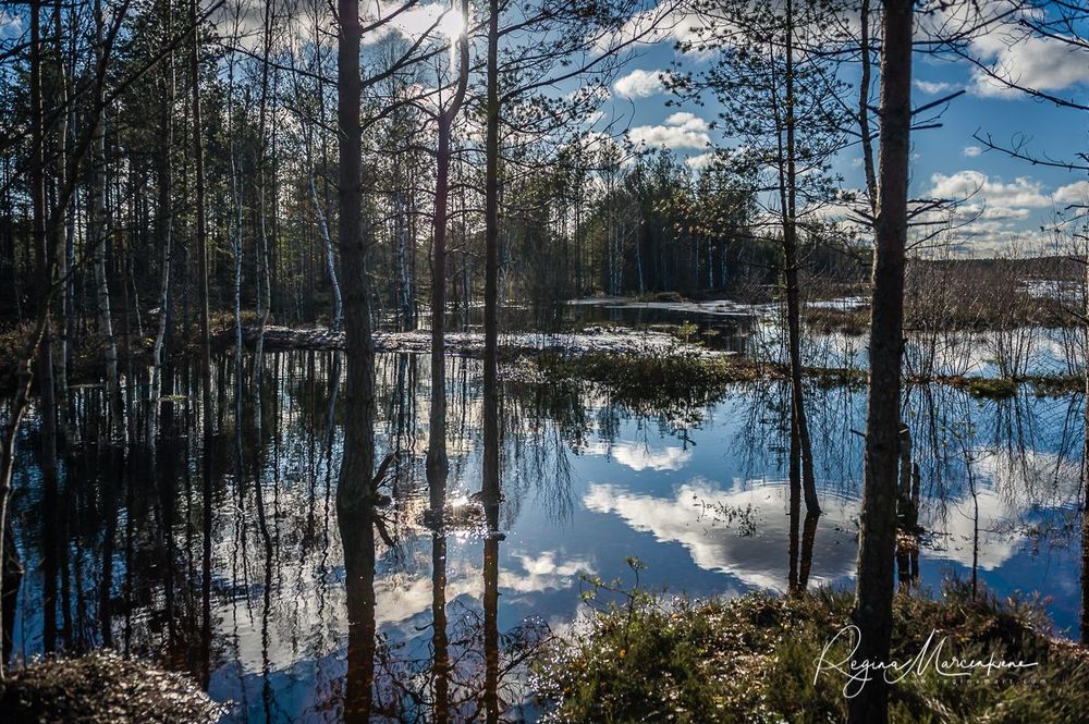 Учебная тропа Вируского болота (Viru raba õpperada / Viru bog study trail)