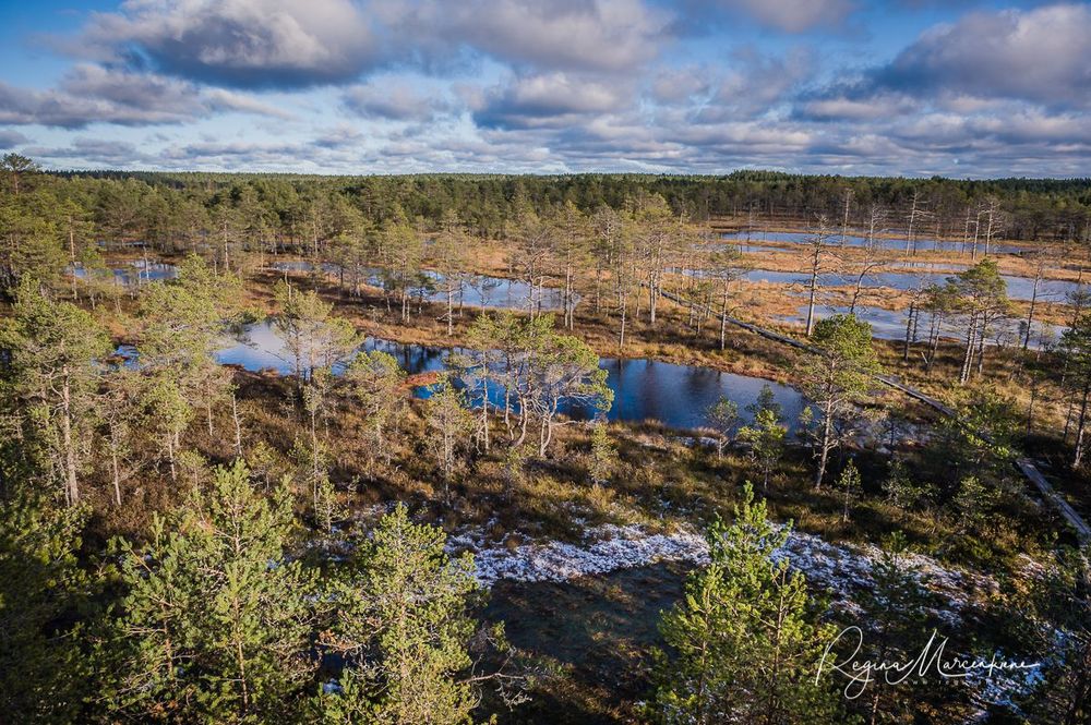 Учебная тропа Вируского болота (Viru raba õpperada / Viru bog study trail)