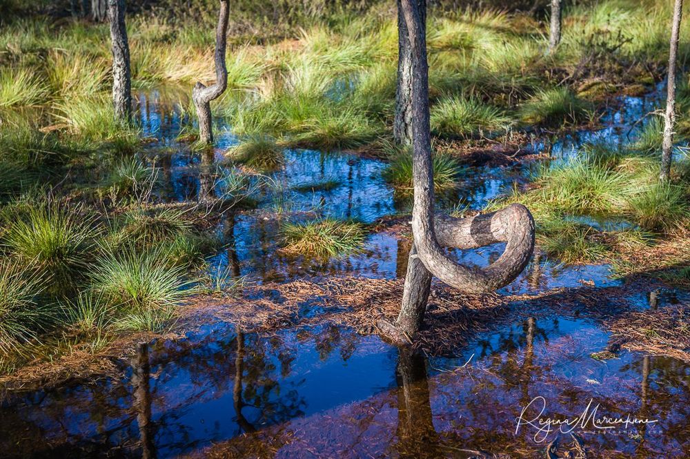 Учебная тропа Вируского болота (Viru raba õpperada / Viru bog study trail)