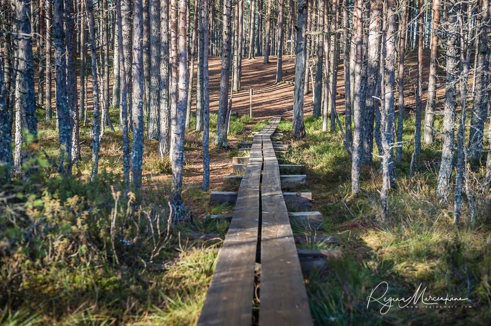 Учебная тропа Вируского болота (Viru raba õpperada / Viru bog study trail)