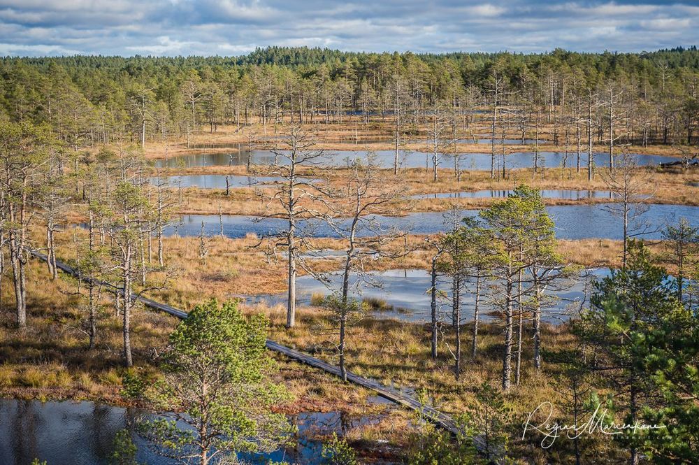 Учебная тропа Вируского болота (Viru raba õpperada / Viru bog study trail)
