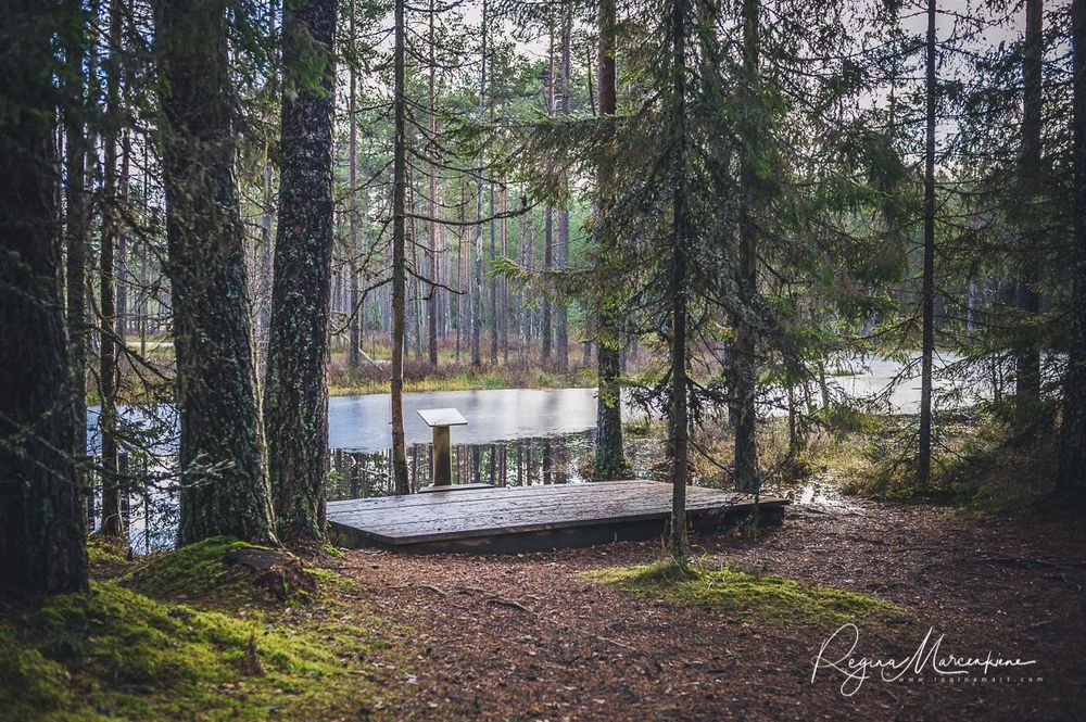 Учебная тропа Вируского болота (Viru raba õpperada / Viru bog study trail)