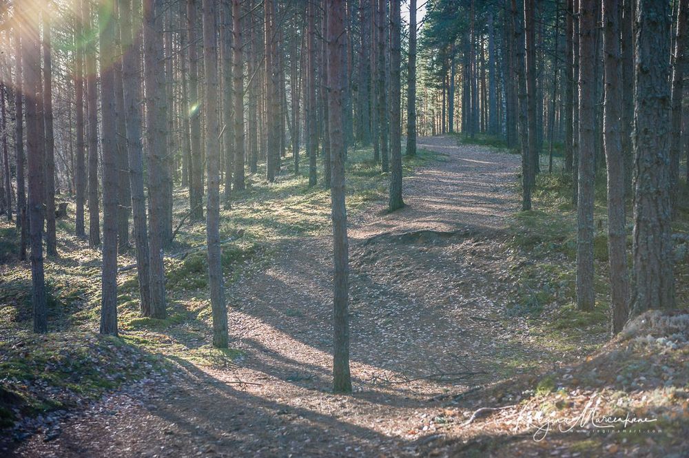 Учебная тропа Вируского болота (Viru raba õpperada / Viru bog study trail)