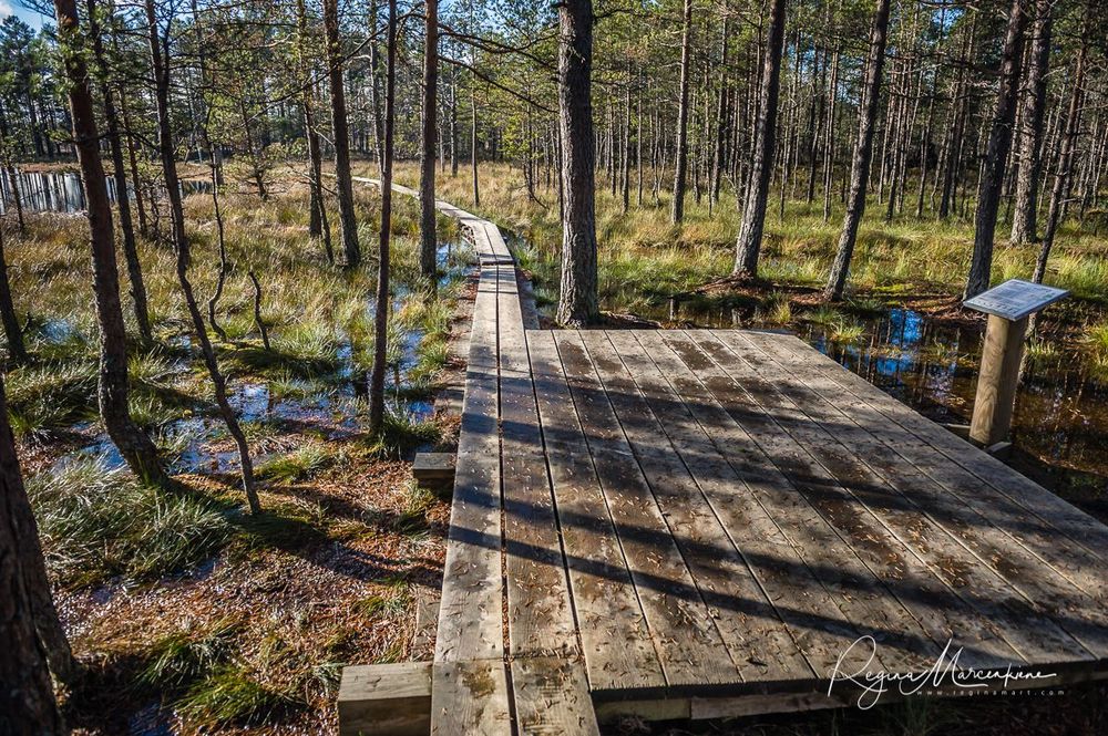 Учебная тропа Вируского болота (Viru raba õpperada / Viru bog study trail)