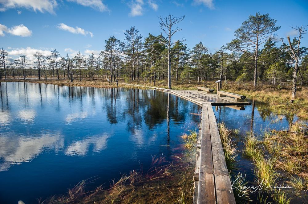 Учебная тропа Вируского болота (Viru raba õpperada / Viru bog study trail)