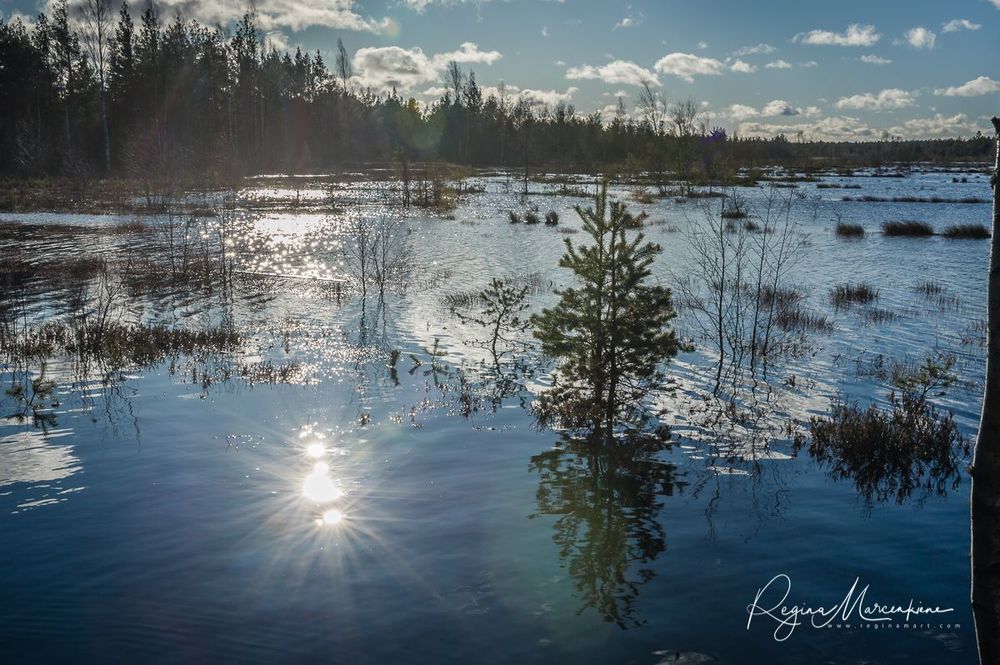 Учебная тропа Вируского болота (Viru raba õpperada / Viru bog study trail)