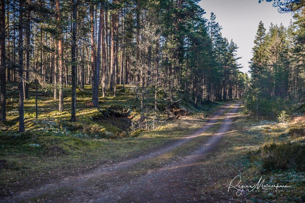 Учебная тропа Вируского болота (Viru raba õpperada / Viru bog study trail)